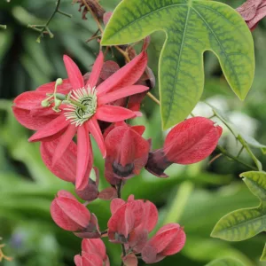 Passiflora Racemosa, Red Passion Flower, Red  Passion Vine, Red Passionflower, Red Passionvine, Red Vines, Mediterranean Vines, Red Flowers, Evergreen Vines