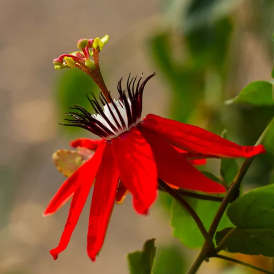Passiflora Racemosa, Red Passion Flower, Red  Passion Vine, Red Passionflower, Red Passionvine, Red Vines, Mediterranean Vines, Red Flowers, Evergreen Vines