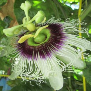 Passiflora edulis 'Possum Purple', Passion Flower Possum Purple, Possum Purple Passion Vine, Possum Purple Passionflower, APossum Purple Passionvine, Lavender Vines, Mediterranean Vines, Purple Flowers