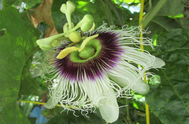 Passiflora edulis 'Possum Purple', Passion Flower Possum Purple, Possum Purple Passion Vine, Possum Purple Passionflower, APossum Purple Passionvine, Lavender Vines, Mediterranean Vines, Purple Flowers
