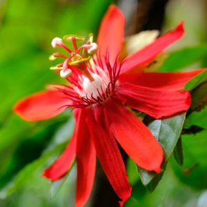Passiflora vitifolia 'Scarlet Flame', Red Granadilla, Red Passion Flower, Red Passion Vine, Red Passionflower, Red Passionvine, Red Vines, Mediterranean Vines, Red Flowers, Evergreen Vines