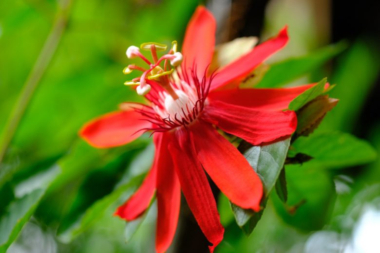 Passiflora vitifolia 'Scarlet Flame', Red Granadilla, Red Passion Flower, Red Passion Vine, Red Passionflower, Red Passionvine, Red Vines, Mediterranean Vines, Red Flowers, Evergreen Vines
