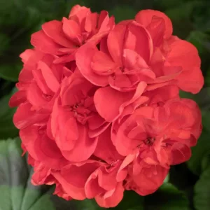 Pelargonium Americana Red, Zonal Geranium Americana Red, evergreen perennial, evergreen shrub, red flowers, Fancy Leaf Geranium 'Americana red'