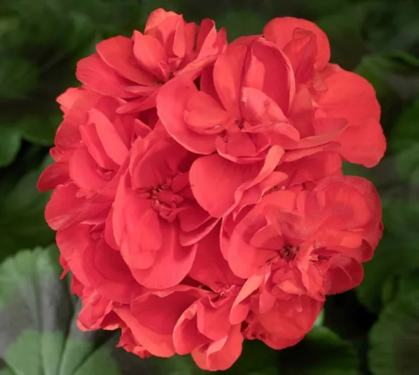 Pelargonium Americana Red, Zonal Geranium Americana Red, evergreen perennial, evergreen shrub, red flowers, Fancy Leaf Geranium 'Americana red'