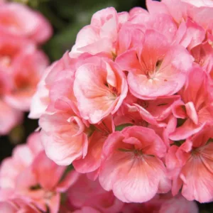 Pelargonium Americana Salmon, Zonal Geranium Americana Salmon, evergreen perennial, evergreen shrub, salmon flowers, Fancy Leaf Geranium 'Americana Salmon', pink flowers, coral flowers