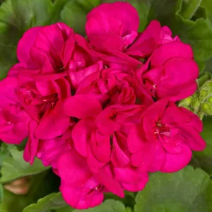 Pelargonium Americana Violet, Zonal Geranium Americana Violet, evergreen perennial, evergreen shrub, Purple flowers, Fancy Leaf Geranium 'Americana Violet'
