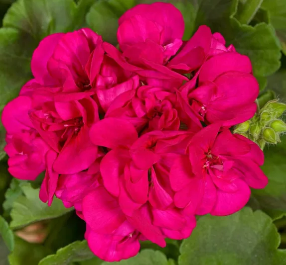 Pelargonium Americana Violet, Zonal Geranium Americana Violet, evergreen perennial, evergreen shrub, Purple flowers, Fancy Leaf Geranium 'Americana Violet'
