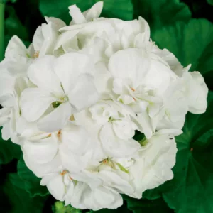 Pelargonium Americana White, Zonal Geranium Americana White, evergreen perennial, evergreen shrub, White flowers, Fancy Leaf Geranium 'Americana White'