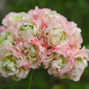 Pelargonium Appleblossom Rosebud, Zonal Geranium 'Appleblossom Rosebud', Fish Geranium 'Appleblossom Rosebud', Horseshoe Geranium 'Appleblossom Rosebud', evergreen perennial, evergreen shrub, pink flowers, Fancy Leaf Geranium 'Appleblossom Rosebud', pink flowers