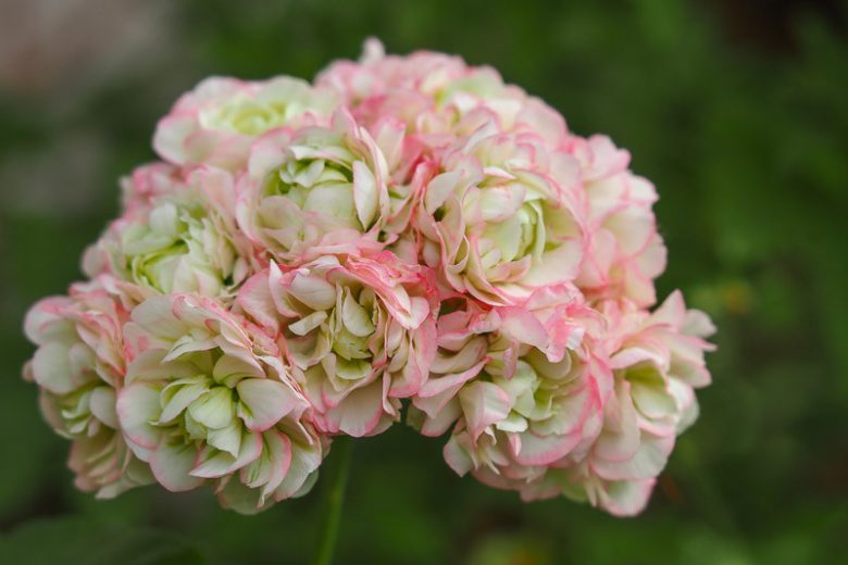 Pelargonium Appleblossom Rosebud, Zonal Geranium 'Appleblossom Rosebud', Fish Geranium 'Appleblossom Rosebud', Horseshoe Geranium 'Appleblossom Rosebud', evergreen perennial, evergreen shrub, pink flowers, Fancy Leaf Geranium 'Appleblossom Rosebud', pink flowers