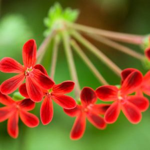 Pelargonium 'Ardens', Pelargonium x ardens, evergreen perennial, evergreen shrub, Red flowers, Red flowers