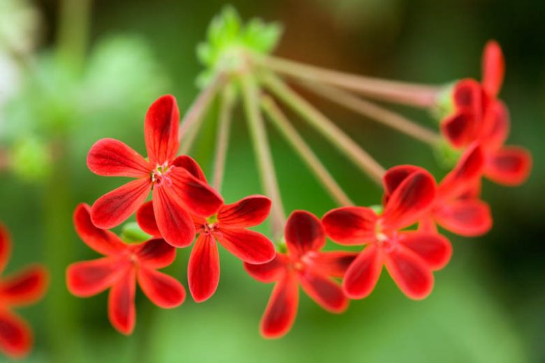 Pelargonium 'Ardens', Pelargonium x ardens, evergreen perennial, evergreen shrub, Red flowers, Red flowers