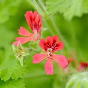 Pelargonium 'Concolor Lace', Scented Geranium 'Concolor Lace', Pelargonium 'Shottesham Pet', evergreen perennial, evergreen shrub, Red flowers, Red flowers