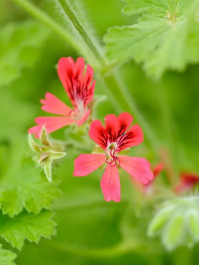 Pelargonium 'Concolor Lace', Scented Geranium 'Concolor Lace', Pelargonium 'Shottesham Pet', evergreen perennial, evergreen shrub, Red flowers, Red flowers