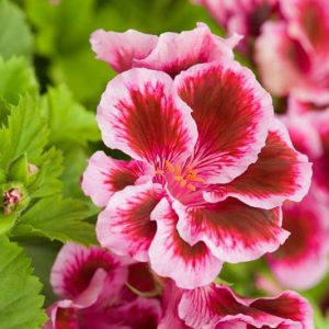 Pelargonium 'Fareham', Regal Pelargonium Fareham', evergreen perennial, evergreen shrub, Purple flowers, Purple geranium, Purple pelargonium