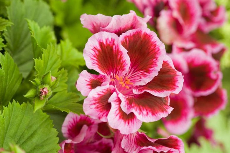 Pelargonium 'Fareham', Regal Pelargonium Fareham', evergreen perennial, evergreen shrub, Purple flowers, Purple geranium, Purple pelargonium