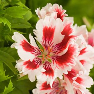 Pelargonium 'Fringed Aztec', Regal Pelargonium Fringed Aztec', evergreen perennial, evergreen shrub, White flowers, White geranium, White pelargonium
