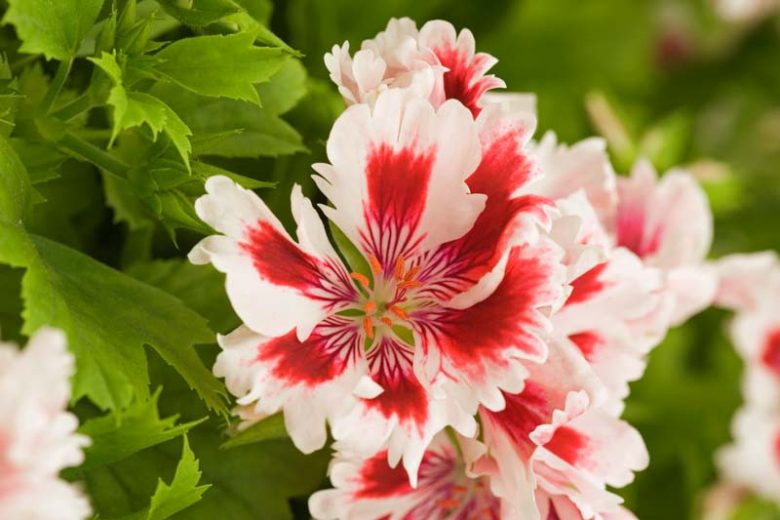 Pelargonium 'Fringed Aztec', Regal Pelargonium Fringed Aztec', evergreen perennial, evergreen shrub, White flowers, White geranium, White pelargonium