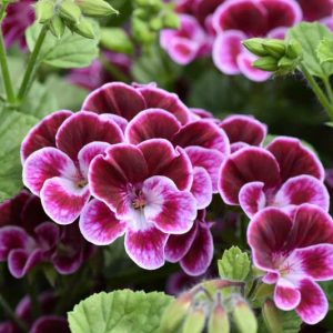 Pelargonium 'Henry Weller', Angel Pelargonium Henry Weller, evergreen perennial, evergreen shrub, Purple flowers, Purple geranium, Purple pelargonium