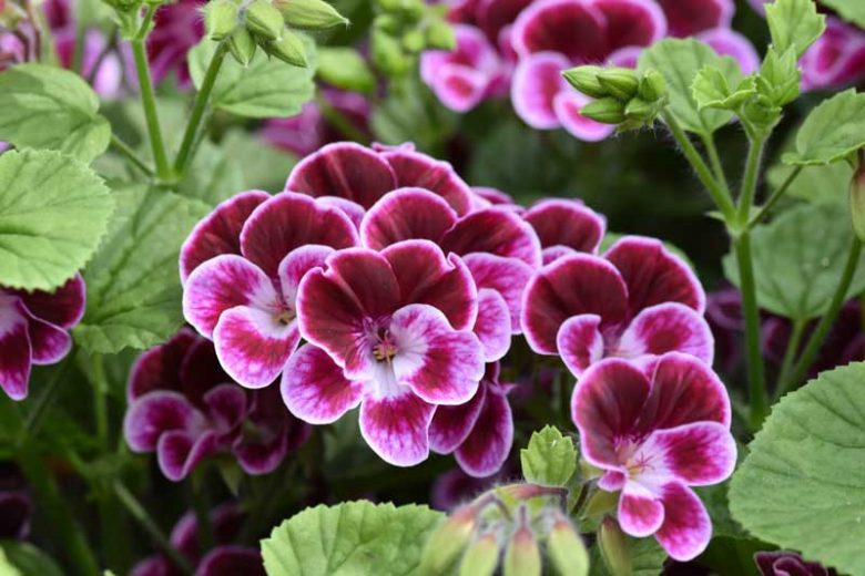 Pelargonium 'Henry Weller', Angel Pelargonium Henry Weller, evergreen perennial, evergreen shrub, Purple flowers, Purple geranium, Purple pelargonium