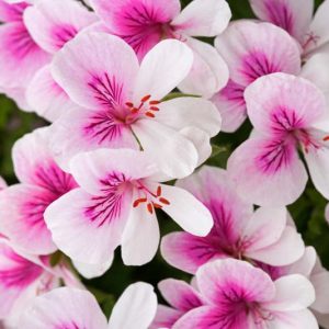 Scented leaf Angel Pelargonium 'Imperial Butterfly', Pelargonium 'Imperial Butterfly', evergreen perennial, evergreen shrub, White flowers, White Geranium, White Pelargonium