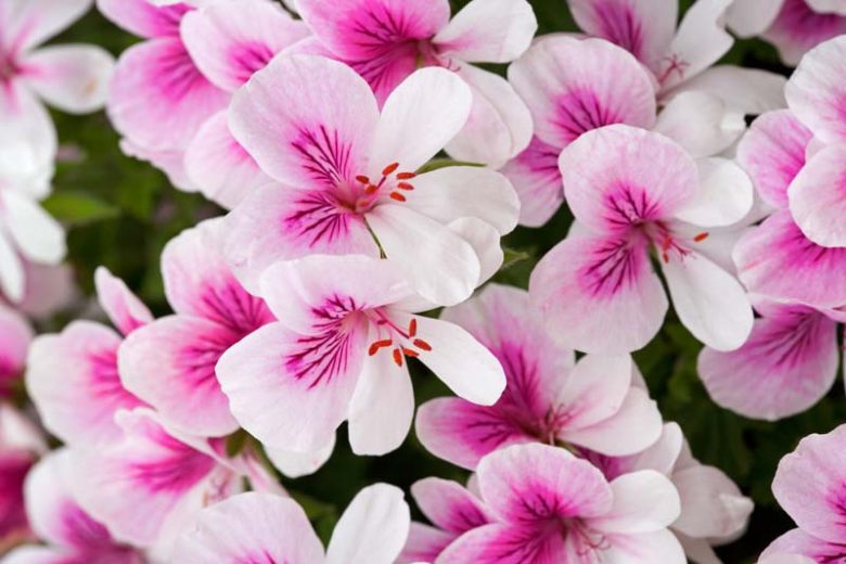 Scented leaf Angel Pelargonium 'Imperial Butterfly', Pelargonium 'Imperial Butterfly', evergreen perennial, evergreen shrub, White flowers, White Geranium, White Pelargonium