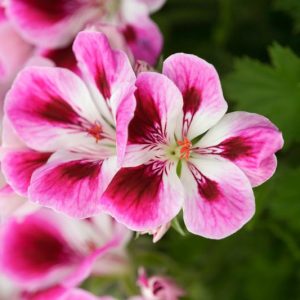 Pelargonium 'Kimono', Regal Pelargonium Kimono, evergreen perennial, evergreen shrub, Purple flowers, Purple geranium, Purple pelargonium, Pink flowers, Pink geranium, Pink pelargonium