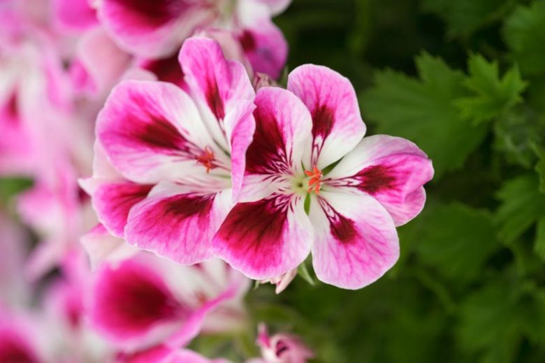 Pelargonium 'Kimono', Regal Pelargonium Kimono, evergreen perennial, evergreen shrub, Purple flowers, Purple geranium, Purple pelargonium, Pink flowers, Pink geranium, Pink pelargonium
