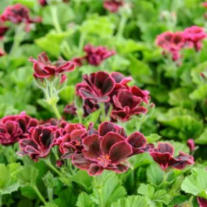 Pelargonium 'Lord Bute', Regal Pelargonium 'Lord Bute', evergreen perennial, evergreen shrub, red flowers, burgundy flowers, dark flowers