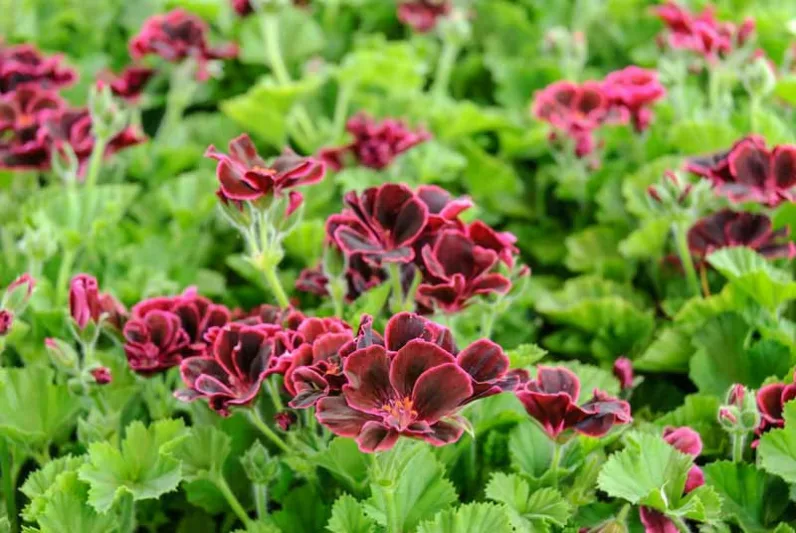 Pelargonium 'Lord Bute', Regal Pelargonium 'Lord Bute', evergreen perennial, evergreen shrub, red flowers, burgundy flowers, dark flowers