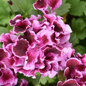 Pelargonium 'Margaret Soley', Regal Pelargonium Margaret Soley, evergreen perennial, evergreen shrub, Purple flowers, Purple geranium, Purple pelargonium, Pink flowers, Pink geranium, Pink pelargonium