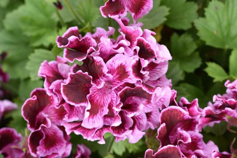 Pelargonium 'Margaret Soley', Regal Pelargonium Margaret Soley, evergreen perennial, evergreen shrub, Purple flowers, Purple geranium, Purple pelargonium, Pink flowers, Pink geranium, Pink pelargonium