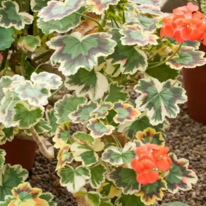 Pelargonium 'Mrs Pollock', Zonal Geranium 'Mrs Pollock', Fish Geranium 'Mrs Pollock', Horseshoe Geranium 'Mrs Pollock', evergreen perennial, evergreen shrub, red flowers, Fancy Leaf Geranium 'Mrs Pollock'