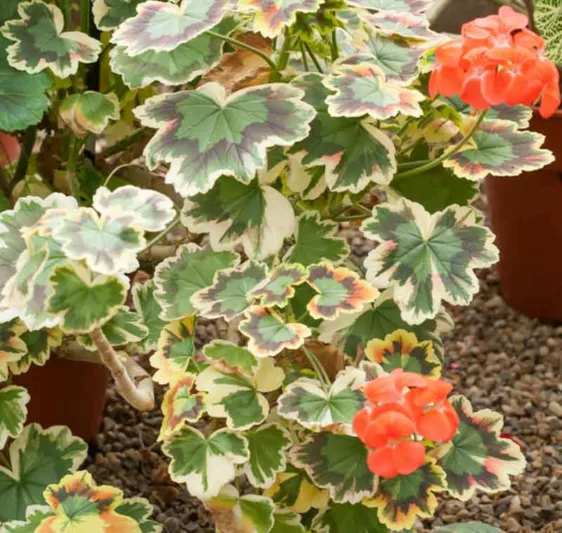 Pelargonium 'Mrs Pollock', Zonal Geranium 'Mrs Pollock', Fish Geranium 'Mrs Pollock', Horseshoe Geranium 'Mrs Pollock', evergreen perennial, evergreen shrub, red flowers, Fancy Leaf Geranium 'Mrs Pollock'