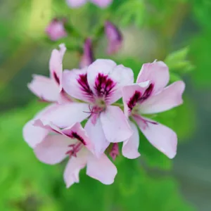 Pelargonium Citronella, Scented Geranium 'Citronella', Citronella Mosquito Plant, Citronella Geranium, evergreen perennial, evergreen shrub, lavender flowers, pink flowers