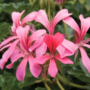 Pelargonium peltatum Cascade Sofie, Ivyleaf Geranium Cascade Sofie, Ivy Geranium 'Cascade Sofie', Drought tolerant flowers, Pink flowers, Perennial Geranium