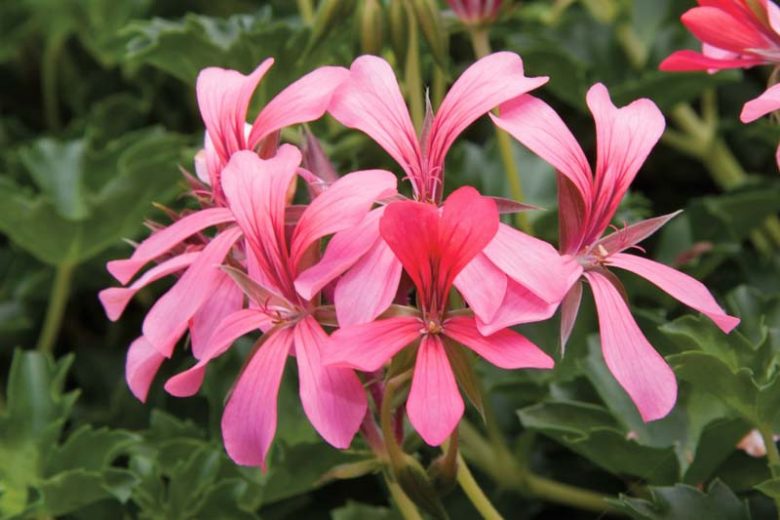 Pelargonium peltatum Cascade Sofie, Ivyleaf Geranium Cascade Sofie, Ivy Geranium 'Cascade Sofie', Drought tolerant flowers, Pink flowers, Perennial Geranium