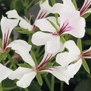 Pelargonium peltatum Cascade White, Ivyleaf Geranium Cascade White, Ivy Geranium 'Cascade White, Drought tolerant flowers, White flowers, Perennial Geranium