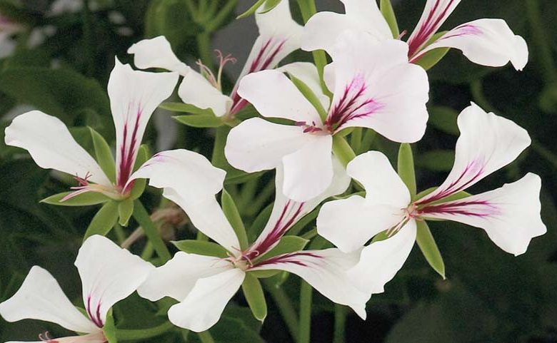 Pelargonium peltatum Cascade White, Ivyleaf Geranium Cascade White, Ivy Geranium 'Cascade White, Drought tolerant flowers, White flowers, Perennial Geranium