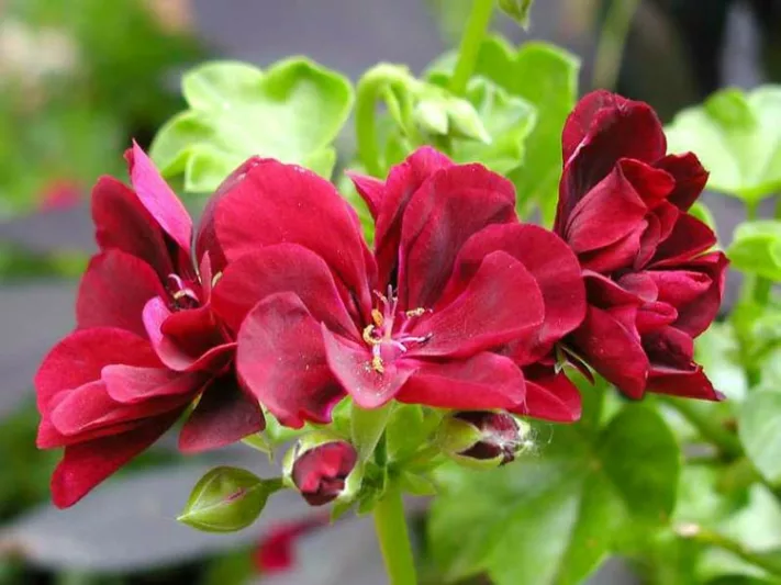 Pelargonium peltatum, Ivyleaf Geranium, Drought tolerant flowers, Pink flowers, Red Flowers, Perennial Geranium