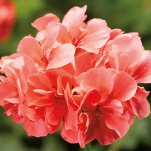 Pelargonium peltatum Temprano Salmon, Ivyleaf Geranium Temprano Salmon, Ivy Geranium 'Temprano Salmon, Drought tolerant flowers, Salmon flowers, Perennial Geranium