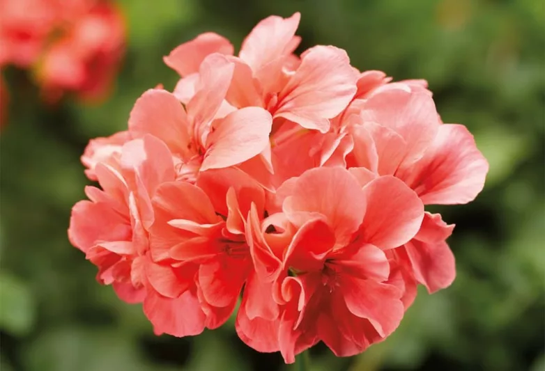 Pelargonium peltatum Temprano Salmon, Ivyleaf Geranium Temprano Salmon, Ivy Geranium 'Temprano Salmon, Drought tolerant flowers, Salmon flowers, Perennial Geranium