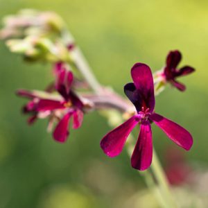 Pelargonium sidoides, African Geranium, Pelargonium sidifolium, evergreen perennial, evergreen shrub, burgundy flowers, dark flowers