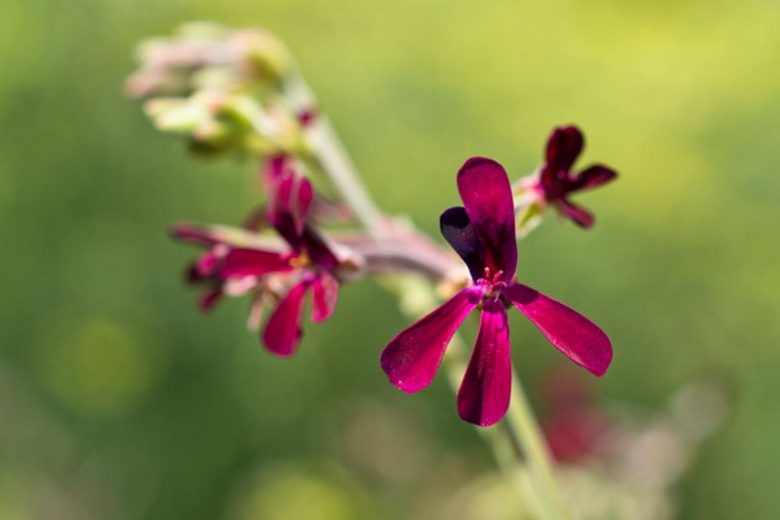 Pelargonium sidoides, African Geranium, Pelargonium sidifolium, evergreen perennial, evergreen shrub, burgundy flowers, dark flowers