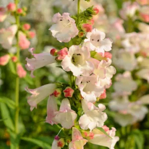 Penstemon 'Apple Blossom',Beardtongue 'Apple Blossom', Pink Penstemon, Evergreen Penstemon, Beard Tongue 'Apple Blossom'