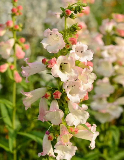 Penstemon 'Apple Blossom',Beardtongue 'Apple Blossom', Pink Penstemon, Evergreen Penstemon, Beard Tongue 'Apple Blossom'