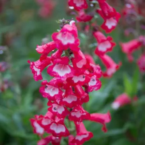 Penstemon 'Arabesque Red',Beardtongue 'Arabesque Red', Red Penstemon, Evergreen Penstemon, Beard Tongue 'Arabesque Red'