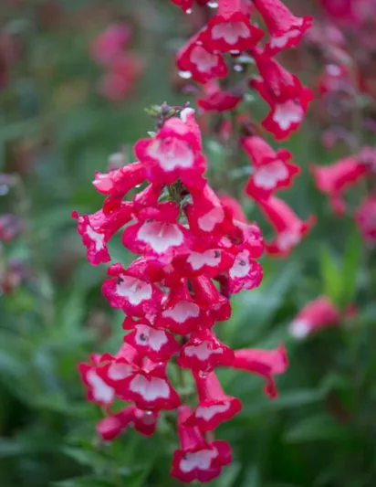 Penstemon 'Arabesque Red',Beardtongue 'Arabesque Red', Red Penstemon, Evergreen Penstemon, Beard Tongue 'Arabesque Red'