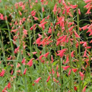 Penstemon Barbatus 'Coccineus, Penstemon Barbatus Subsp. Coccineus, Beardlip Penstemon, Beard Tongue 'Coccineus', BeardTongue 'Coccineus', Penstemon 'Coccineus, Red Penstemon, Scarlet Beardtongue