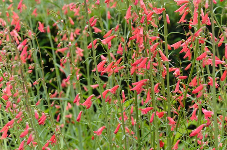 Penstemon Barbatus 'Coccineus, Penstemon Barbatus Subsp. Coccineus, Beardlip Penstemon, Beard Tongue 'Coccineus', BeardTongue 'Coccineus', Penstemon 'Coccineus, Red Penstemon, Scarlet Beardtongue